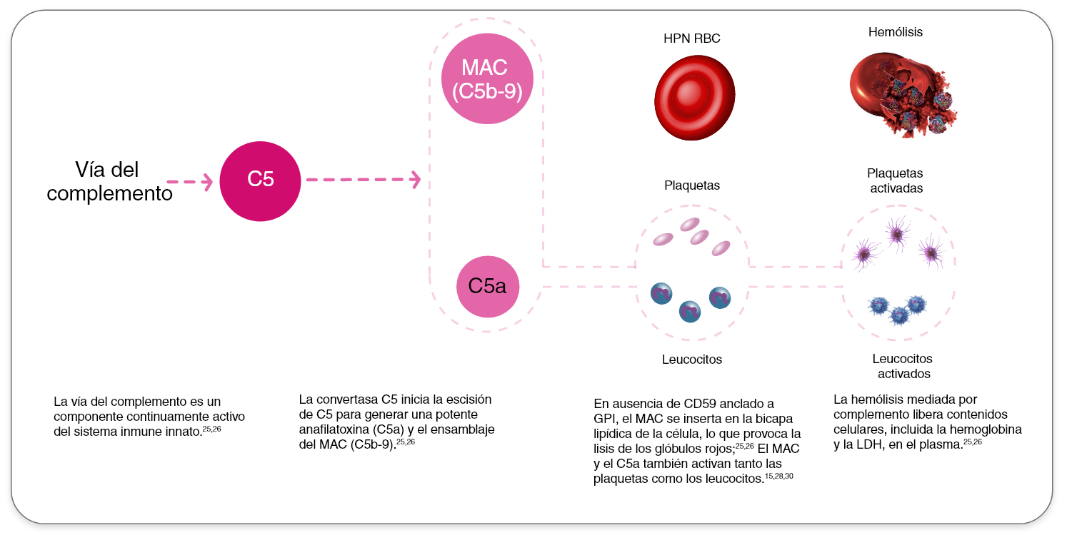 gráfico vía del complemento fisiopatología hpn