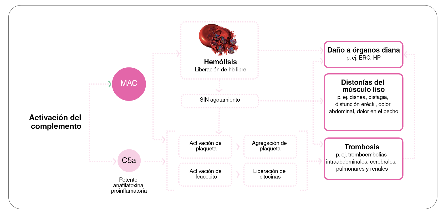 activación del complemento hemólisis fisiopatología hpn