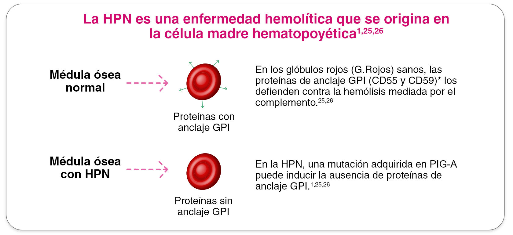 comparación médula ósea normal vs con HPN